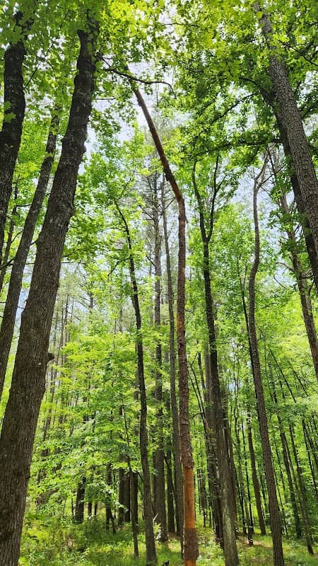 Noxubee Hills Trail System North Trailhead - Image 2