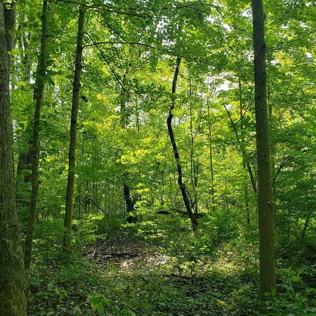 Dale B. Engquist Nature Preserve - Image 2