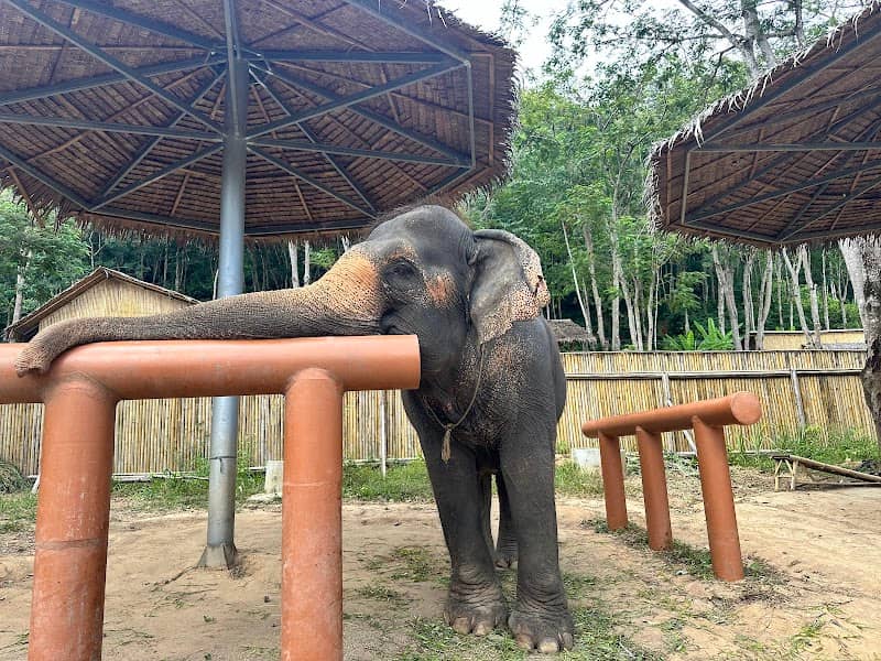 Phuket Elephant Conservation - Image 2