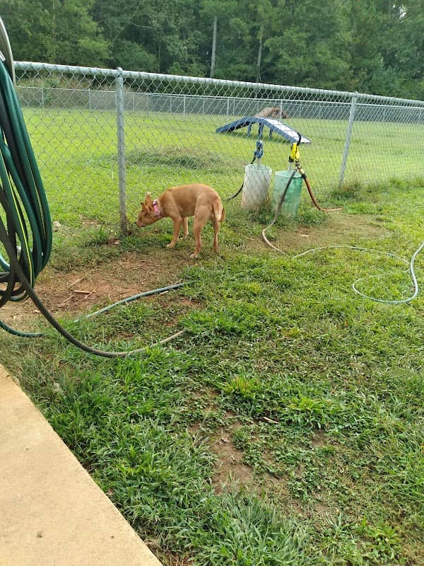 Hartwell Dog Park - Image 3