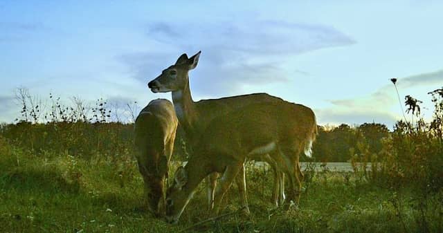 Wildlife District Two - Image 1