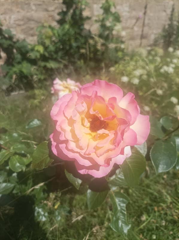 Flora's Garten - Image 1