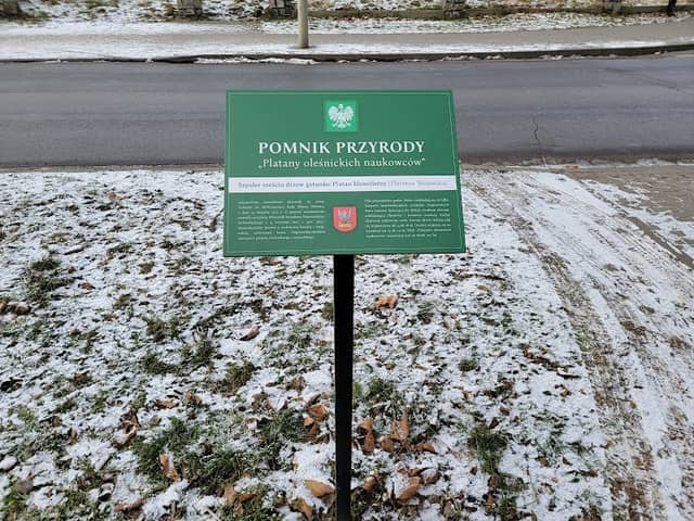 Platany oleśnickich naukowców - Image 1