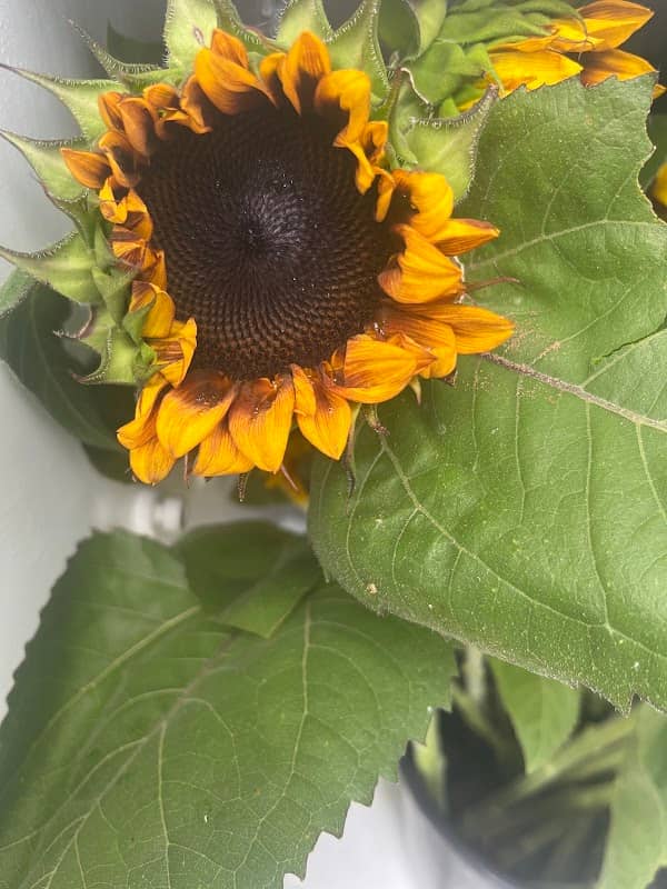 Byrd Roost Farm Sunflower Farm - Image 1