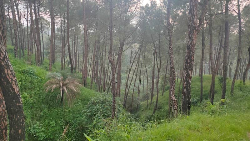 Noral forest - Image 1