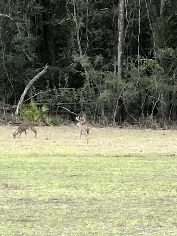 Withlacoochee Whitetails - Image 1