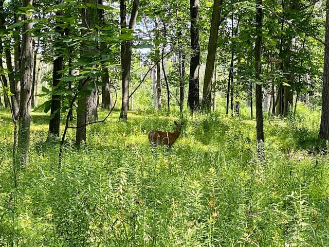 Turnbull Woods - Image 2