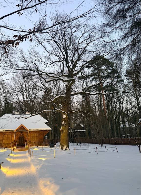 Pomnik Przyrody - 300-letni dąb - Image 1