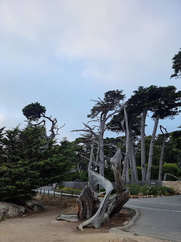 Ghost Trees at Pescadero Point - Image 3