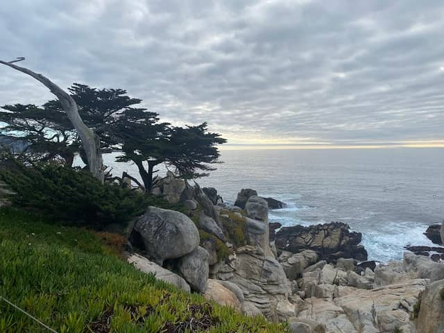 Ghost Trees at Pescadero Point - Image 1