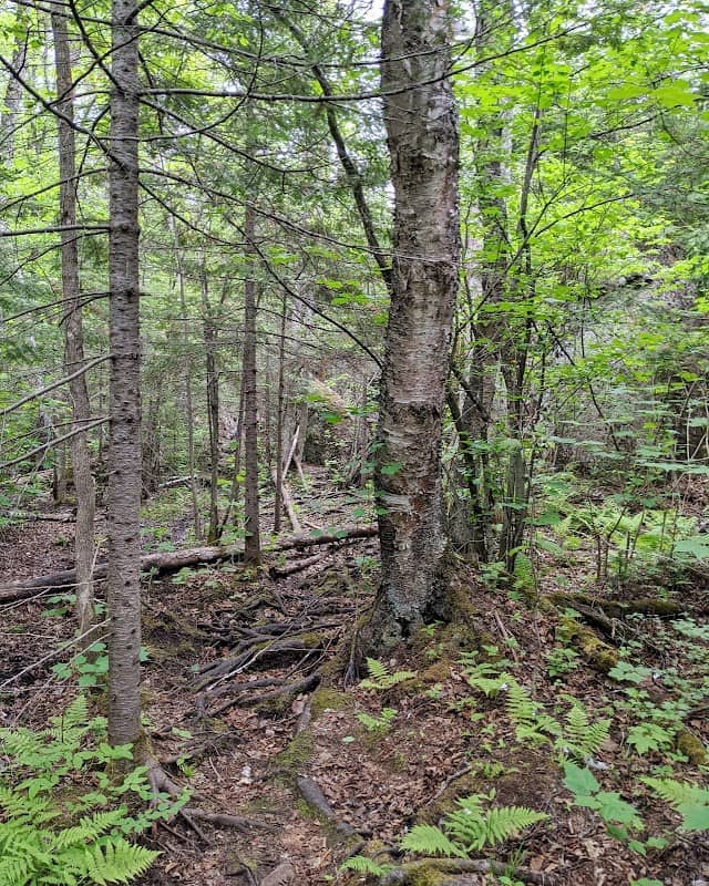 Reeves Falls Camp - Image 1