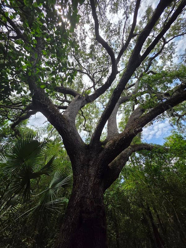 Devil's Tree - Image 2