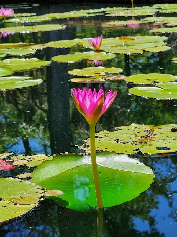 Shangri La Botanical Gardens and Nature Center - Image 1