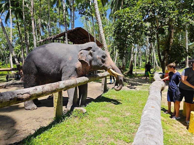 Coconut elephant camp khaolak - Image 1