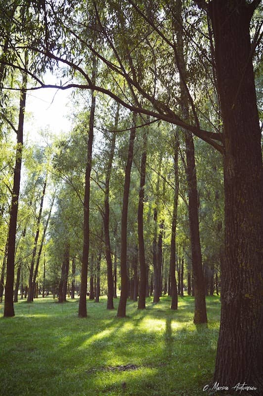 Pădure Laza - Image 1