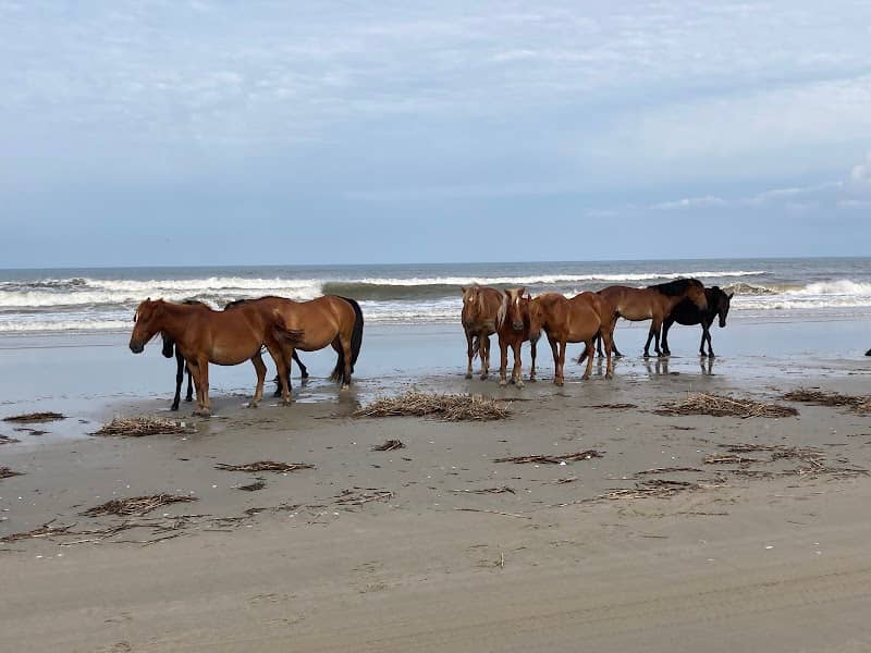 Currituck National Wildlife Refuge - Image 1