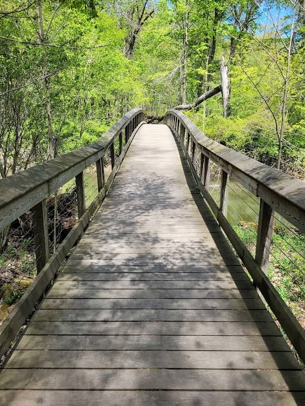 Warren Woods Forest Primeval - Image 3