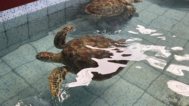 Sindu Dwarawati Turtle Conservation Center - Image 2
