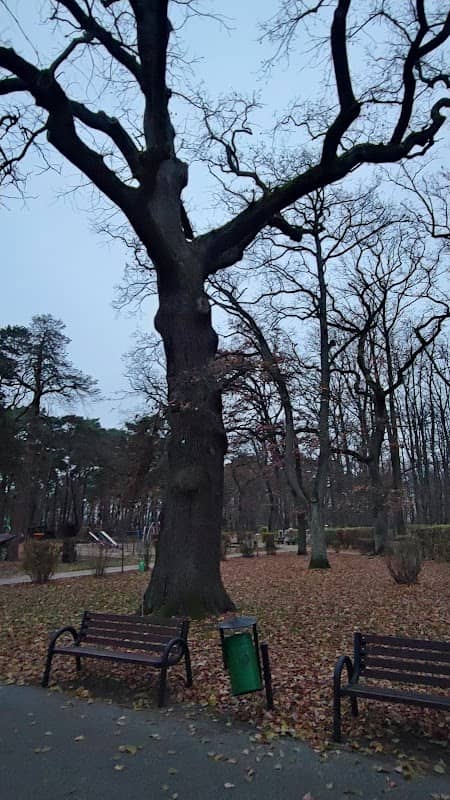 Dąb z Parku Chopina - Image 1