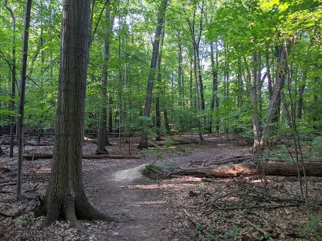 Padgett Park Natural Area (DeWitt Charter Township) - Image 2