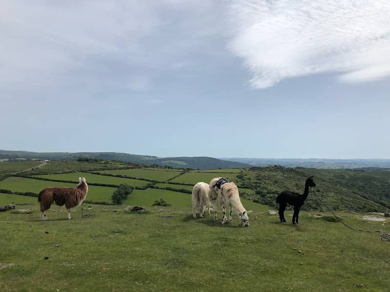 Dartmoor Llama Walks - Image 3