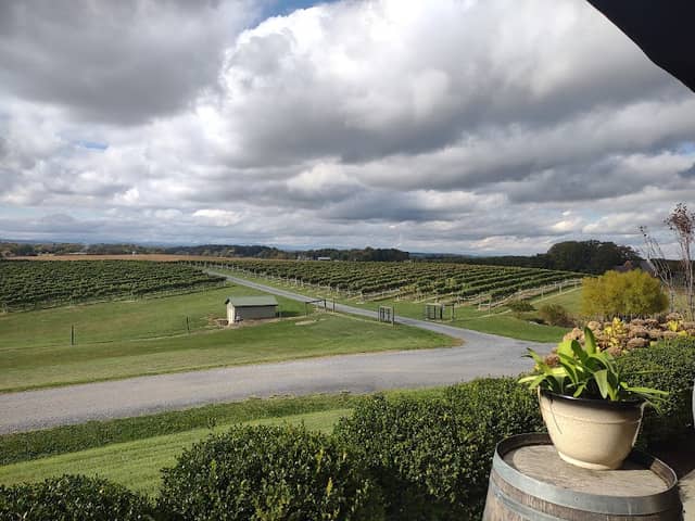 Barren Ridge Vineyards - Image 2