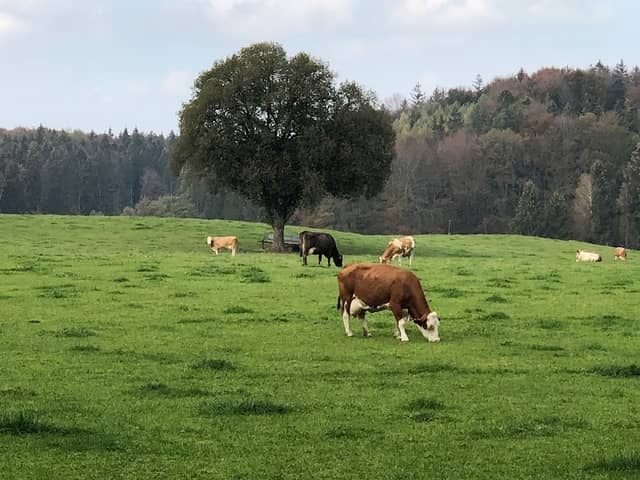 Eggenried Schöne Linde - Image 1
