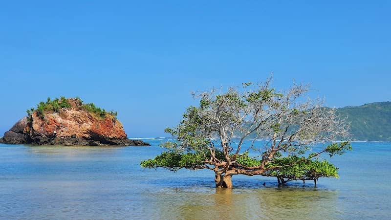 Pohon jomblo / bachelor tree - Image 1