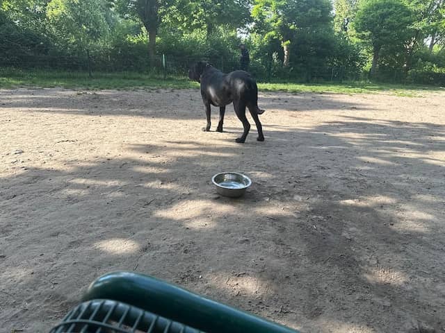 Hundewiese Seelze - Image 1