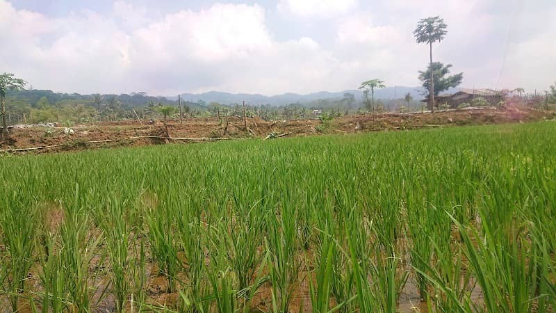 Ngigir View - Image 1