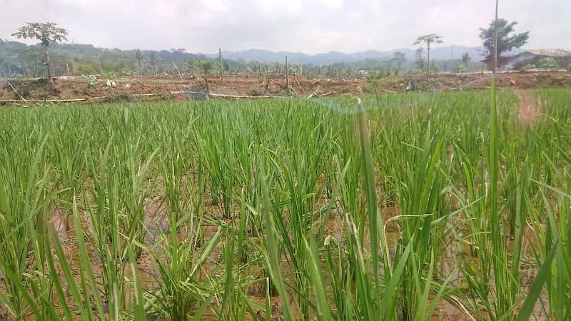 Ngigir View - Image 2