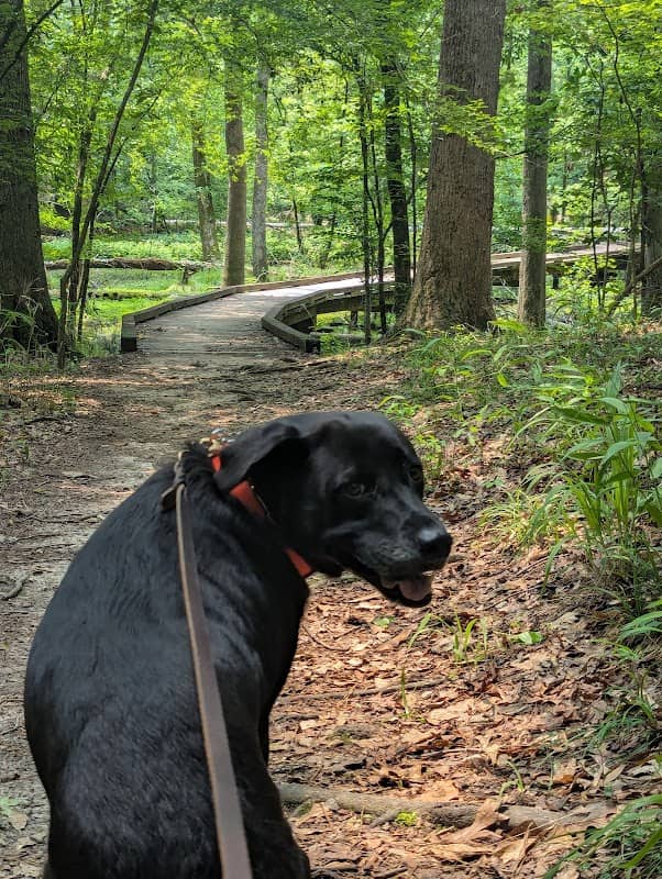 Flat Creek Boardwalk - Image 1