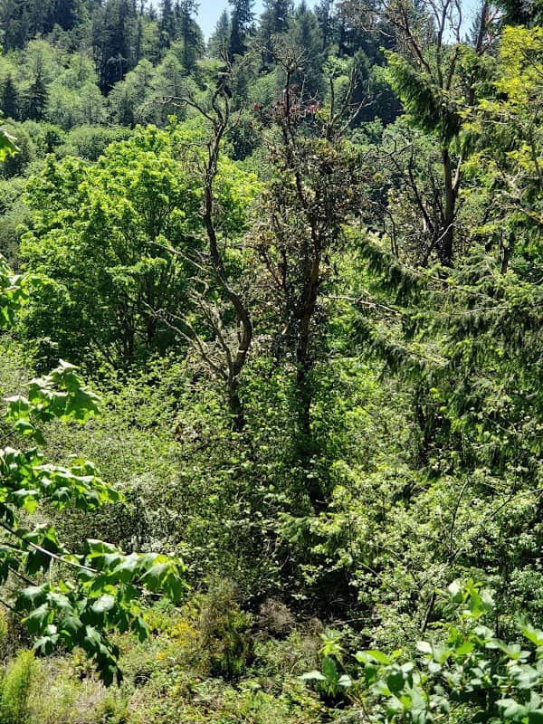 Chambers Creek Labyrinth - Image 2