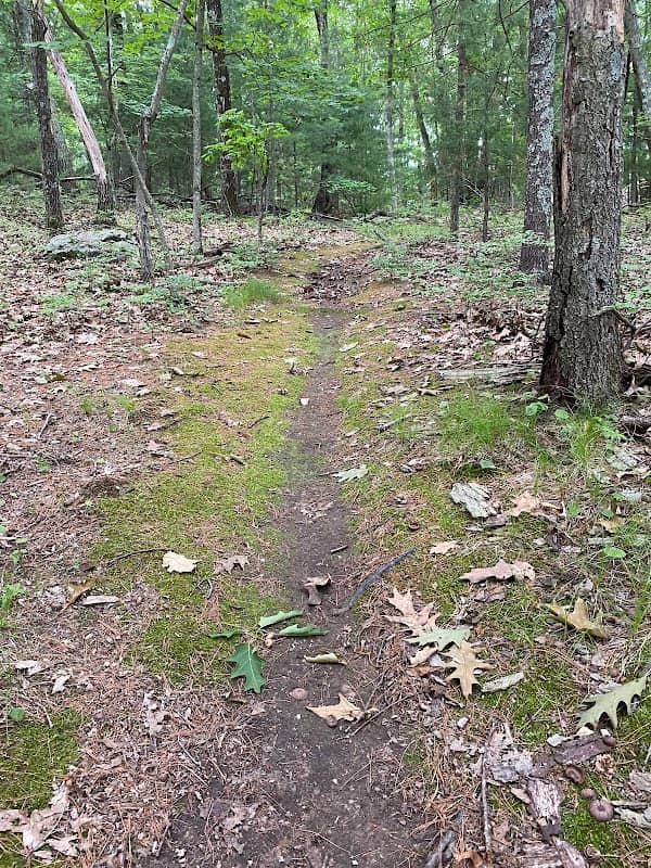 Good moss - Image 1