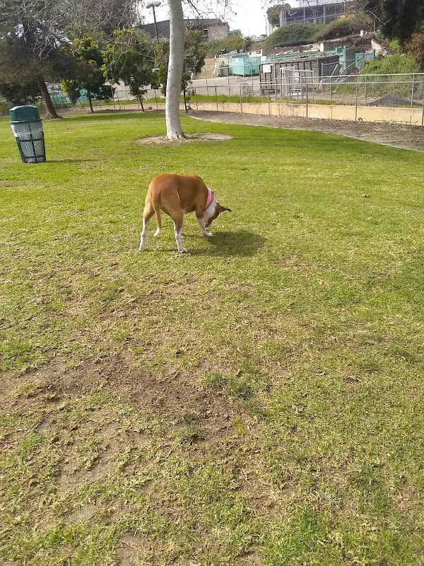 Ocean Avenue Park - Image 1