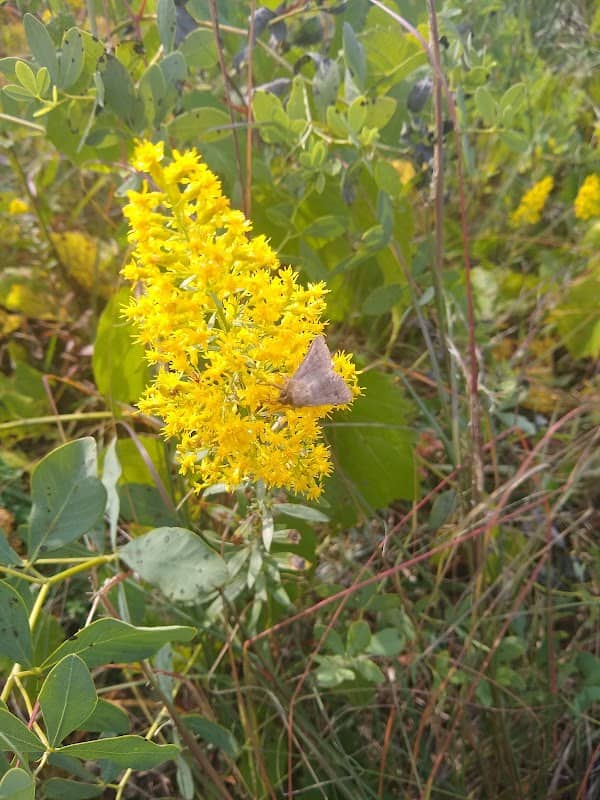 Harlem Hills Nature Preserve - Image 2