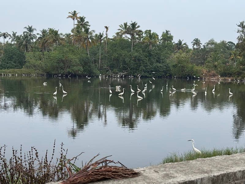 Kochiyude Jetty View Point - Image 1