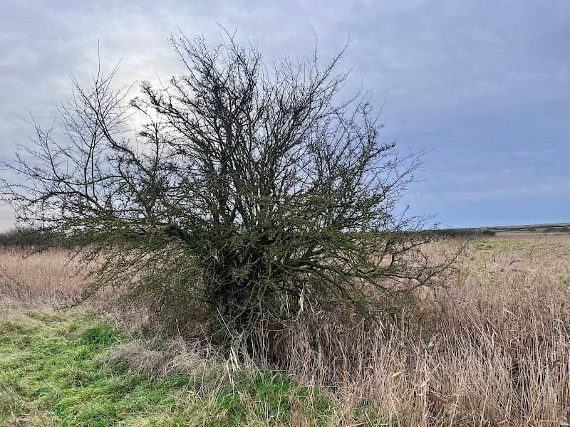 Don’s Marsh - Image 2