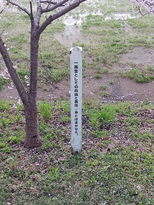 仙台一高の桜 - Image 2