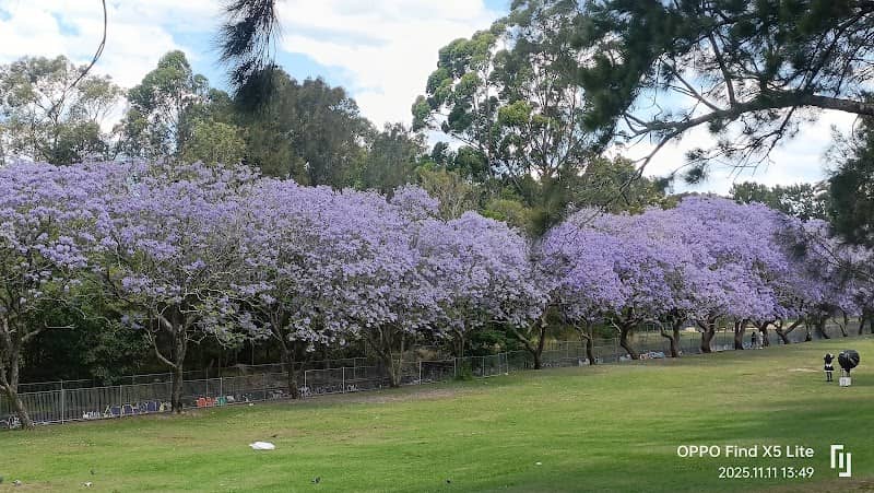 Fry's Reserve Jacarandas - Image 1