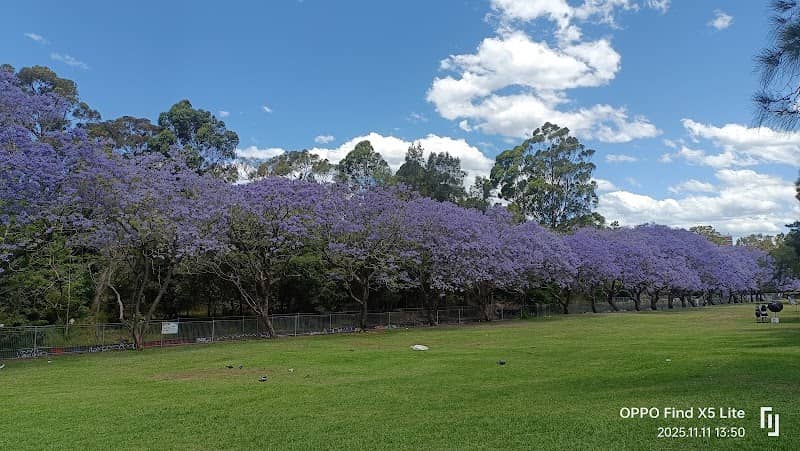 Fry's Reserve Jacarandas - Image 2