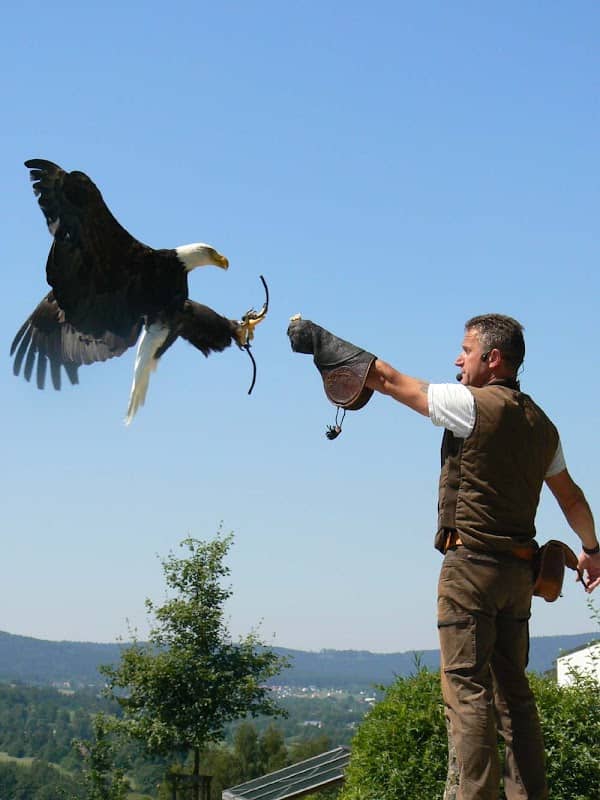 Falknerei Greifvogelpark Katharinenberg - Image 2
