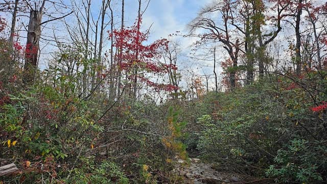 Coal rd cell tower - Image 1