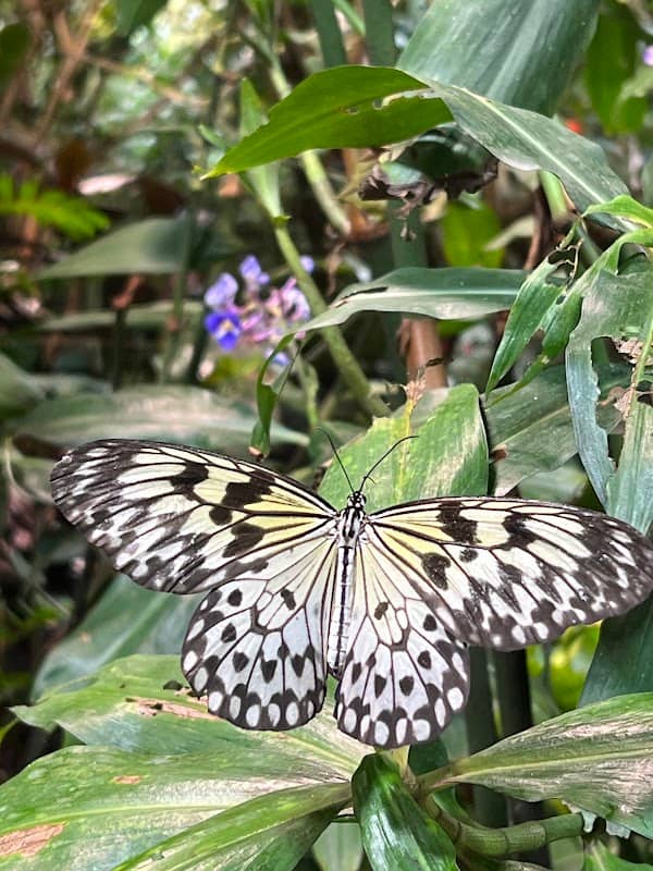 Magic Wings Butterfly Conservatory - Image 2