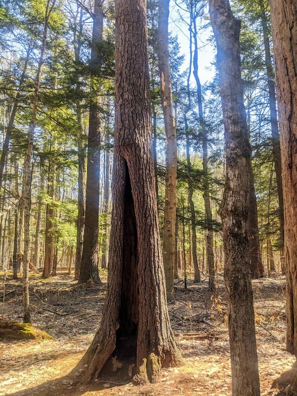 Hartwick Pines State Park - Image 1