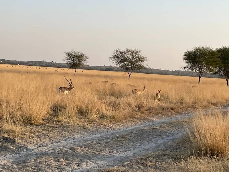 Black Buck Deer Sanctuary - Image 1