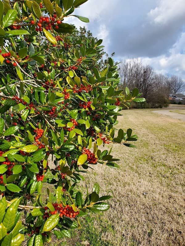 Magnolia Community Park - Image 1