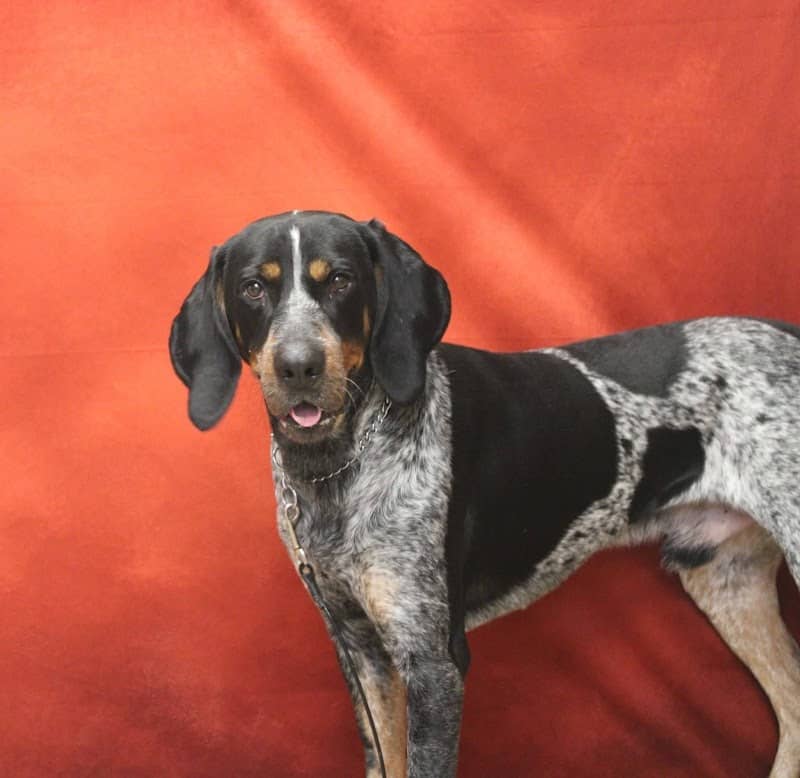 Painted Leash Pet Boarding Daycare and Dog Training - Image 1