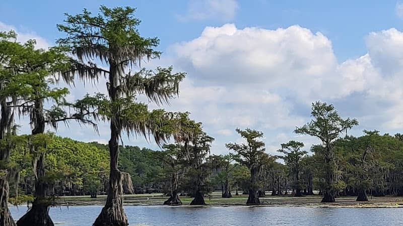 Mystique Tours on Caddo Lake - Image 1