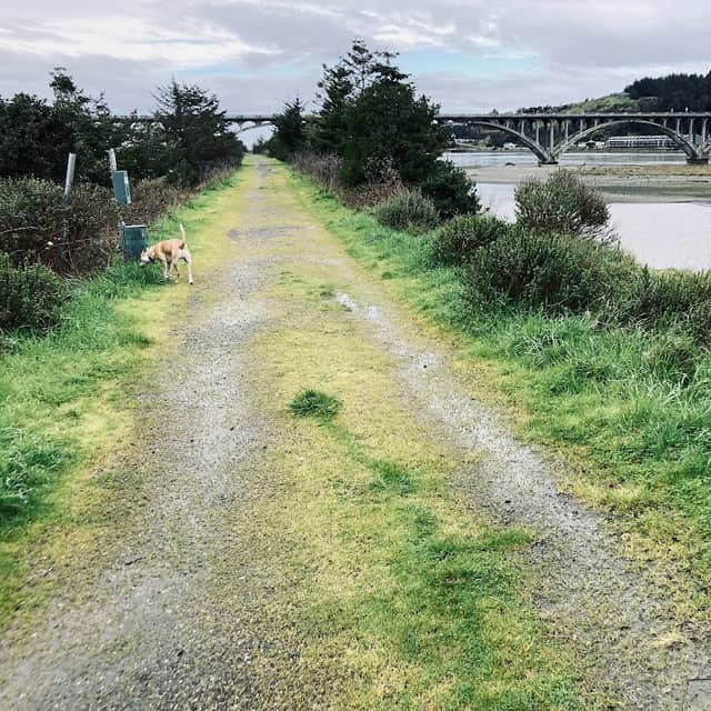 Gold Beach Dog Jetty - Image 1